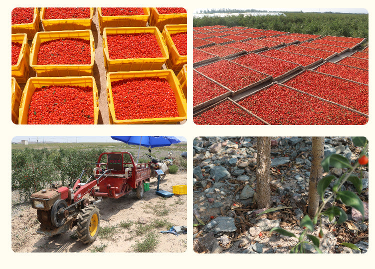 杞子 - WANGWANG HEALTHCARE