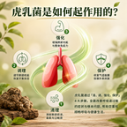 野生虎乳菌