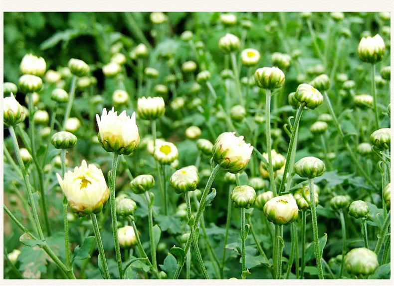 菊花 - WANGWANG HEALTHCARE