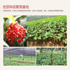 云南田七 - WANGWANG HEALTHCARE