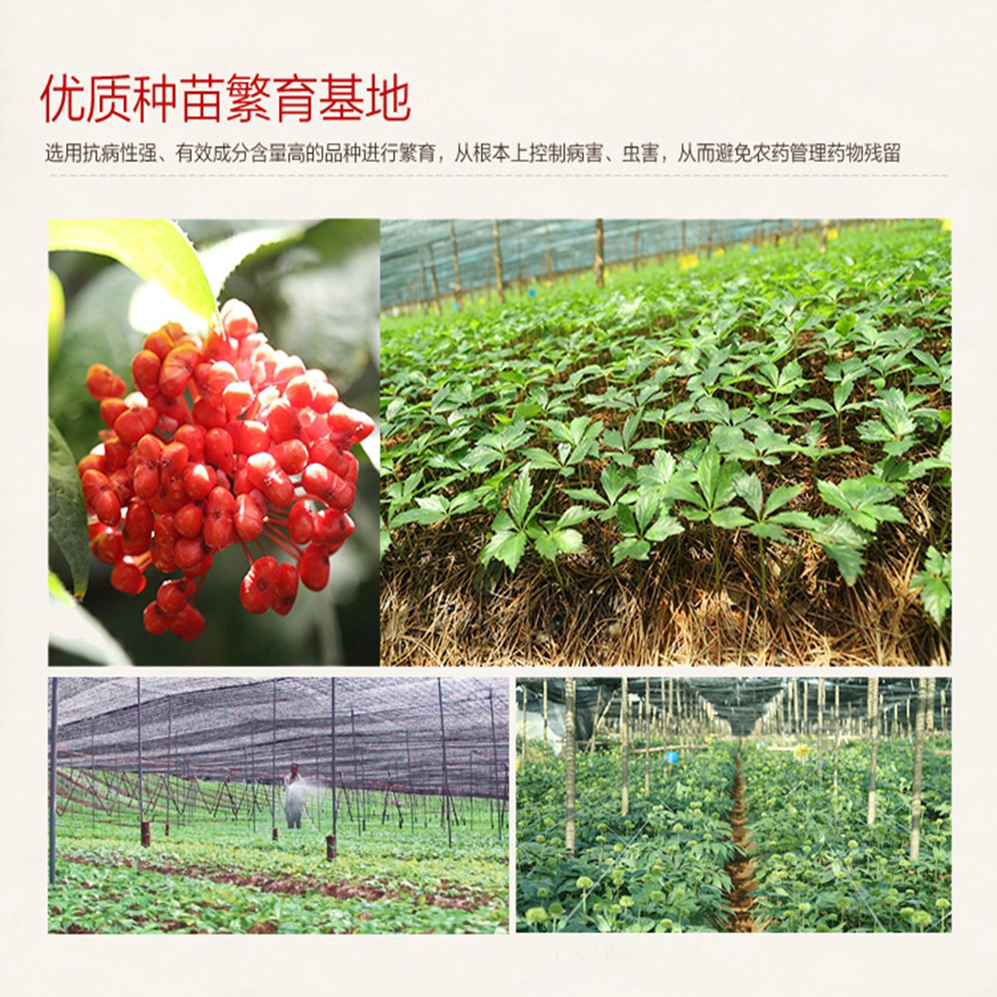 云南田七 - WANGWANG HEALTHCARE